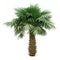 Sabal palm tree isolated on white