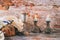 Sabbath Jewish Holiday challah bread and candelas on wooden table