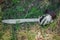 A saber, sword, a steel glove and a shield of a Mongolian soldier lie on the ground in a tall green grass.