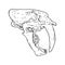Saber tooth tiger fossilized skull hand drawn sketch image. Big feline bones fossil illustration drawing. Vector stock outline