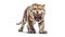 a Sabertooth tiger smilodon on a white background. Generative Ai