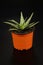 Sabila plant with black background, Aloe Vera