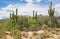 Sabino Canyon Hiking Trail in Tucson Arizona