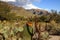 Sabino Canyon Landscape