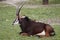 Sable antelope