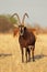 Sable antelope