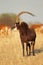 Sable antelope