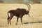 Sable antelope