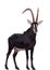 Sable Antelope