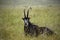 Sable antelope Africa in the grasslands