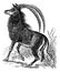 Sable antelope, aigocerus niger or hippotragus niger vintage engraving
