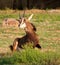 Sable antelope busy lying down