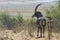 Sable antelope with calf