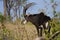 Sable antelope, Chobe, Botswana