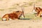 Sable Antelope Group