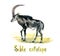 Sable antelope, handpainted watercolor illustration isolated on white