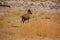 The sable antelope Hippotragus niger
