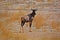 The sable antelope Hippotragus niger