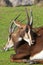 Sable Antelope, hippotragus niger, Adults laying on Grass