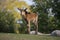 Sable Antelope, hippotragus niger, Calf