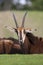 Sable Antelope, hippotragus niger laying down