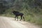 Sable Antelope, hippotragus niger, Male crossing Trail, South Africa