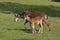 Sable Antelope, hippotragus niger, Mother with Calf