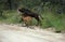 Sable Antelope, hippotragus niger, Mother with Calf crossing Trail, South Africa