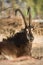 Sable antelope portrait