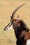 Sable antelope portrait