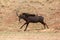 Sable antelope running