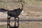 Sable Antelope standing in water