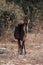 Sable antelope stands by bushes facing camera