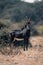 Sable antelope stands in clearing watching camera