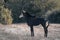 Sable antelope stands on grass by track