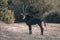 Sable antelope stands on grass turning head