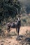 Sable antelope stands near bush with oxpeckers