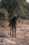 Sable antelope stands on rocks watching camera