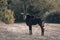 Sable antelope stands on sand near bushes