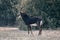 Sable antelope stands on sand in profile