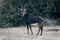 Sable antelope stands on sand watching camera