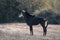 Sable antelope stands by track in profile