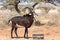 Sable antelope waiting