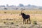 Sable antelope at the wetlands at the chobe river in Botswana, africa