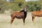 Sable antelopes in natural habitat