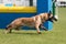 Sable with black mask working Belgian shepherd malinua dog doing agility wall