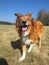 Sable border collie dog on meadow