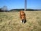 Sable border collie dog on meadow