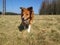 Sable border collie dog on meadow