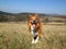 Sable border collie dog on meadow